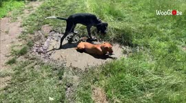 'Playful Dog Enjoying herself While Rolling in the Mud'