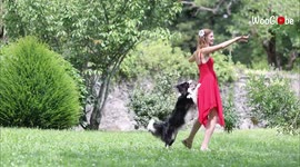 Watch this border collie named Salsa perform impressive dance routine with owner