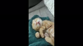 Adorable rescued orphaned ginger kitten dreams about eating something delicious