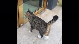 A very cute load cat