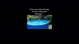 Summer pool fun