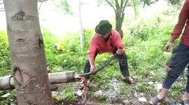 Large 7-foot cobra rescued from sewer pipe in central India