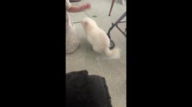 Little girl laughing and playing with a very excited little dog