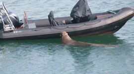 Ireland: Wally, The Walrus, Spotted In Ardmore, County Waterford