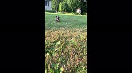 Cutest Mini Dachshund Puppy Running in Slow-Mo! So adorable and small
