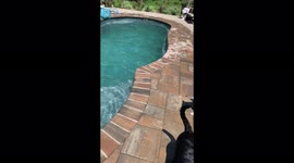 Summer Fun! Watch these cute dogs make a splash in the pool!!