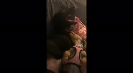 Sleepy dog is very patient with his new little sister who wants to play!