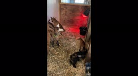 Funny Kid Goats Jump on their Moms back and bounce off the wall!