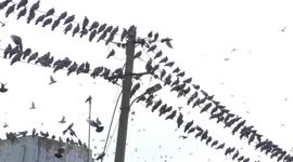 Stunning Murmuration By Thousands Of Pigeons Flying across The Sky In Rajasthan