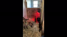 Newsflare Edit - Funny Kid Goats Jump on their Moms back and bounce off the wall!