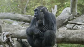 Gorilla baby cuddles is the cutest thing you'll see all day