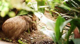 Meet the Kiwi! One of the World’s Most Interesting Birds
