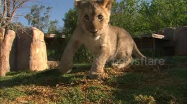 This Lion Cub Is Having The Time of His Life Playing With His New Friends