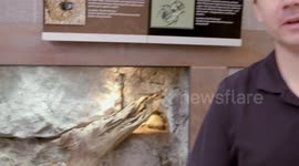 Digging Deep into the World of the Dung Beetle