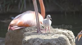 Why Zookeepers are Excited About These Newly-Hatched Flamingo Chicks