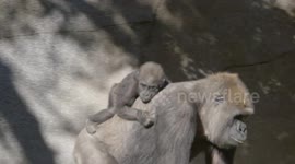 Joanne the Baby Gorilla Celebrates Her First Birthday
