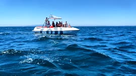 Dolphins in the ocean, sea of Albrifeira, animals, slow motion, blue
