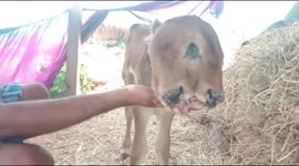 Polycephaly or two-headed calf is born in South India