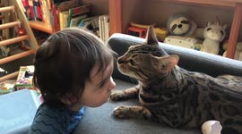 Gentle and Sweet Bengal Cat Kisses Baby Brother on the forehead,