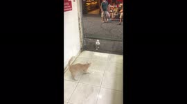'FEARLESS Seagull STEALS Cat's Food Right IN FRONT of it'