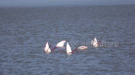 Flamboyance of flamingos 'practise' their Olympic synchronised swimming routine