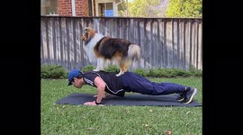 Sheltie push-ups - lockdown workout