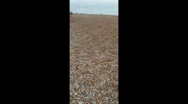 Beach landing at Dungeness beach which I caught .I ran after two migrants that ran off