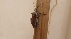 Giant, Creepy, Friendly Bug!