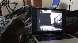 Cute rescued kitten fascinated by classic Hollywood movie