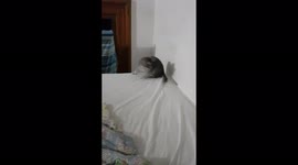 Adorable Rescue Kitten Falls Off Bed!