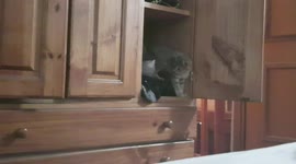 Rescue Kitten Falls Out of A Closet!