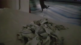 Cute Kitten Escape Fail!