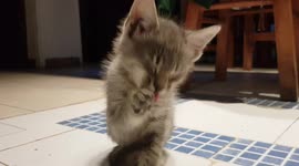 Precious Rescue Kitten Licking its Lips