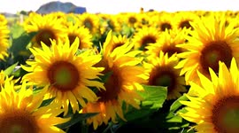 Spectacular drone footage showcases sea of sunflowers blooming in northwestern China