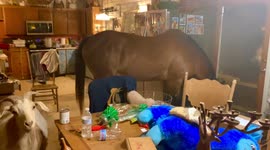Arizona family eats dinner with a horse and cuddles with a mini goat