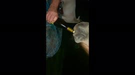 Horse learns to uncork bottles of owner's wine