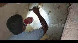 Venomous cobra removed from family's kitchen in India