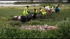 Hour-long struggle to rescue cow stuck in mud in southern India