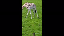 Cute Leg Swinging Giraffe