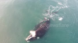 Stunning drone footage of playful mother whale and calf swimming in South Africa