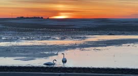 Early morning drive catches a beautiful sight as I come across two swans in front of a gorgeous sunset