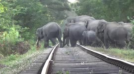 Huge herd of elephants amble across fields, forest and a train line in Sri Lanka