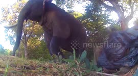 Smart elephant breaks through and steps over wire fencing in Sri Lanka