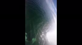 Humback whale wants to be petted