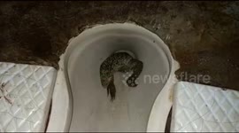Scaly surprise for Indian man but monitor lizard trapped in toilet is freed at last