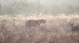 Tiger spotted strolling through herd of deer in northeastern India