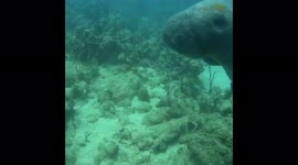 Dominican  Republic diving beautiful creature Manatee close swim pass