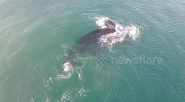 A drone photographer captures a playful mother whale and calf breaching the water near the coastline in South Africa.