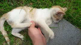 A cute cat who is bothered by its owner. I thought you liked it when I touched your belly.