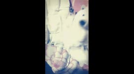 I want to bite a cute puppy who acts cute. A baby puppy who was just born.